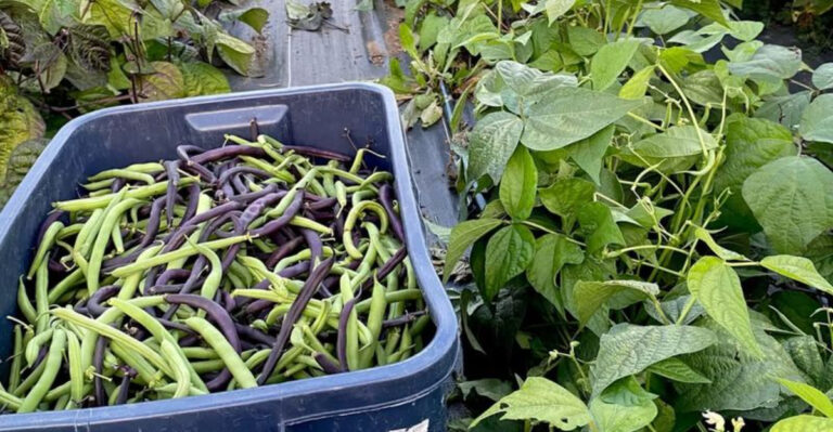 vegetables (featured image)