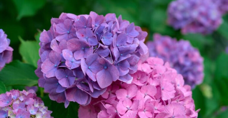 hydrangeas