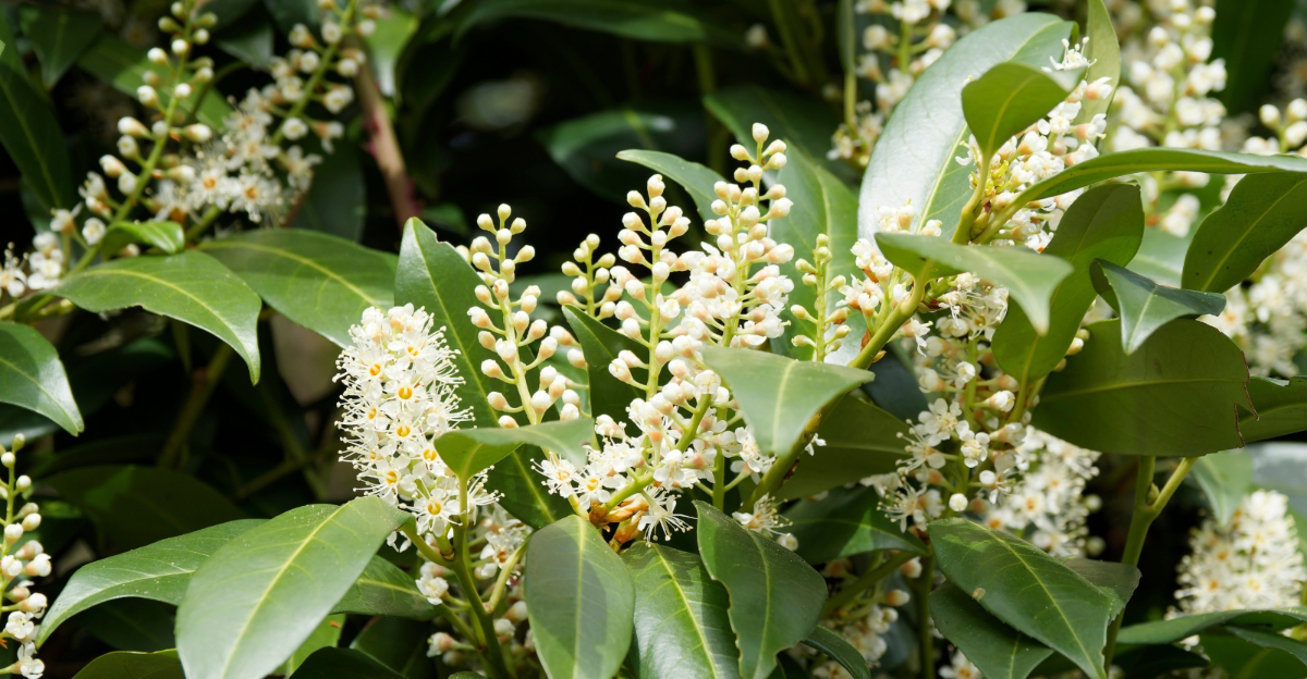 plant (featured image)