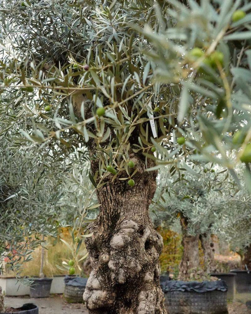 Olive Tree
