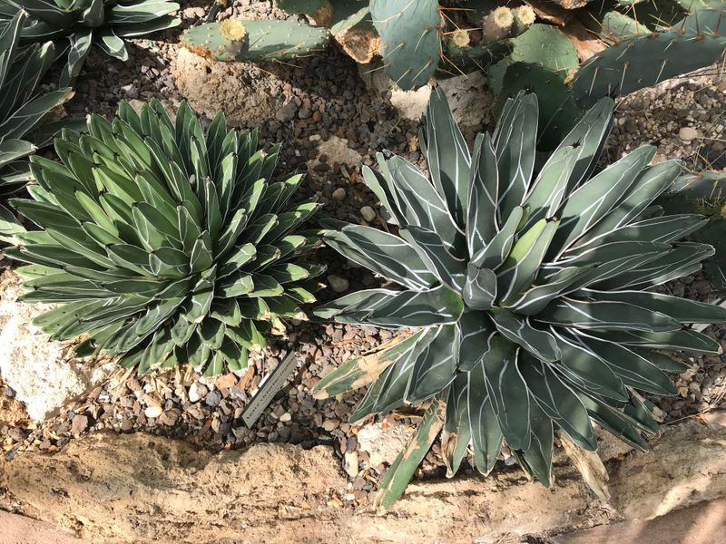 Agave