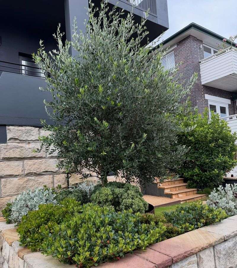 Dwarf Olive
