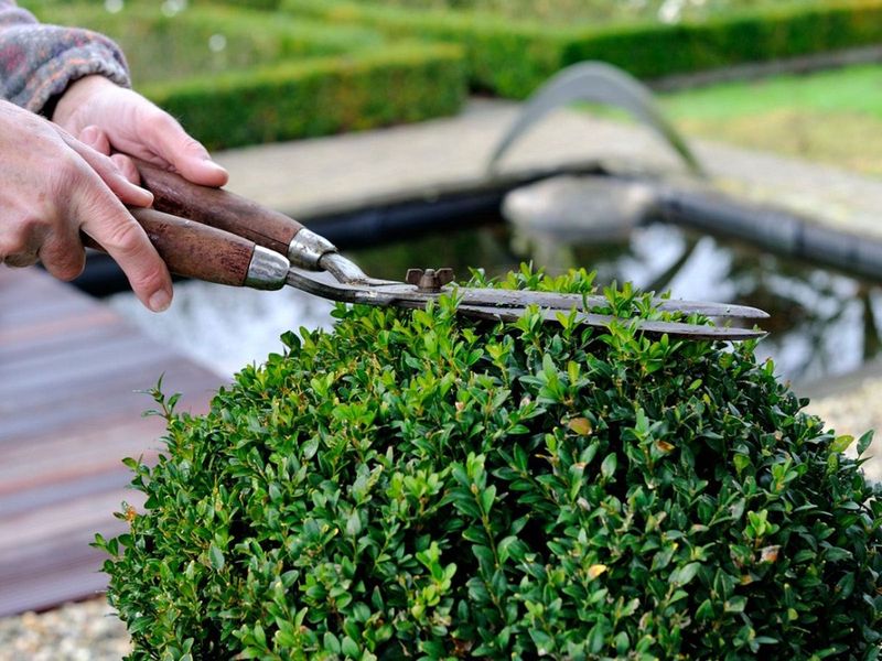 Evergreen Shrubs: Wait For Active Growth
