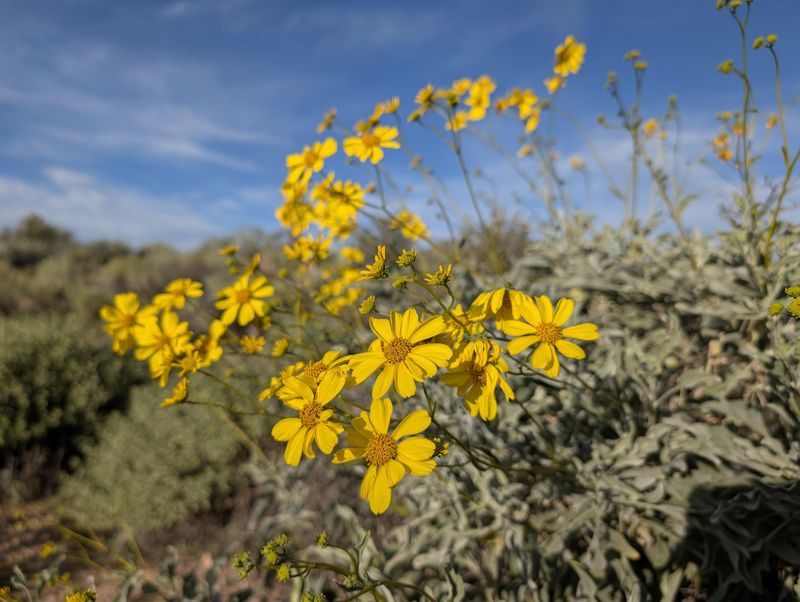 Brittlebush