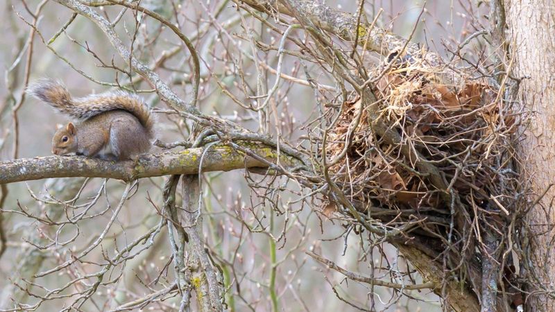 It's Called A Squirrel Drey, Not A Bird Nest