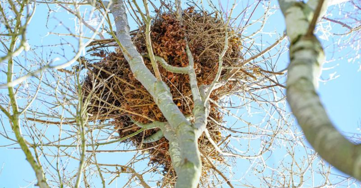 squirrel drey in tree