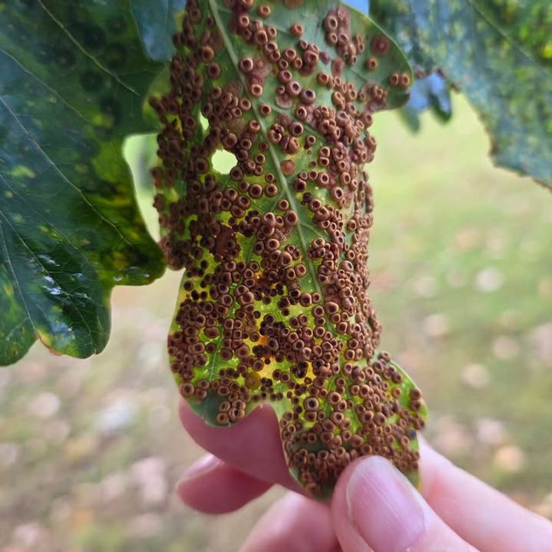 Why That Odd Leaf Cluster Suddenly Shows Up On Ohio Trees