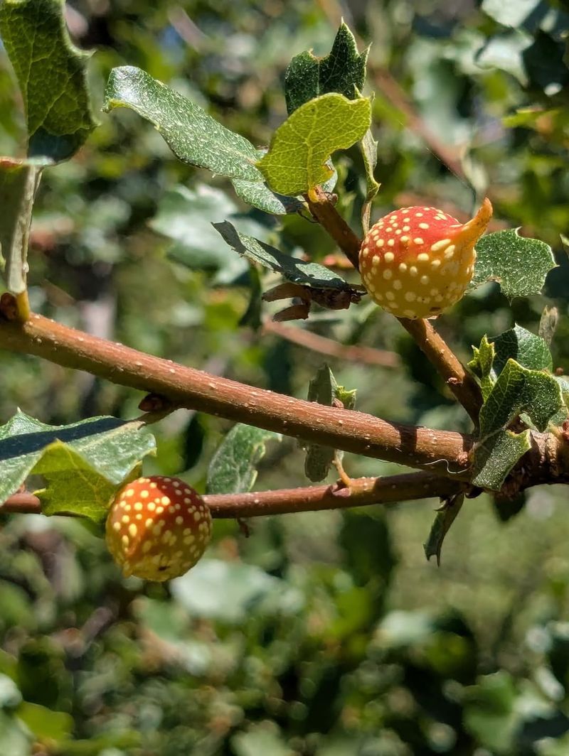 It's Called A Tree Gall
