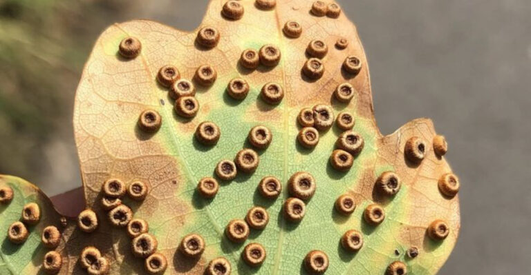 tree gall on leaf