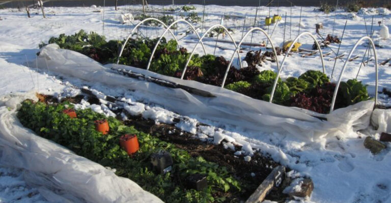 garden tunnel and cover