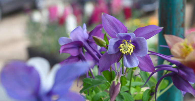 columbine flower