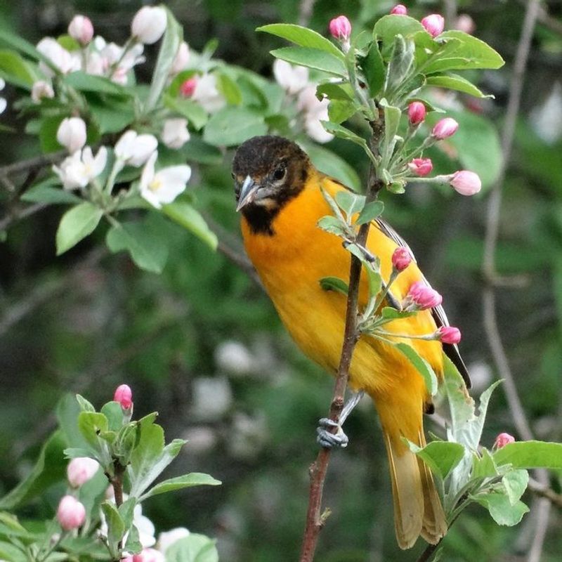 Oregon Crabapple (Malus fusca)