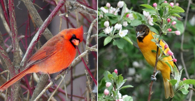 bird on berry shrubs