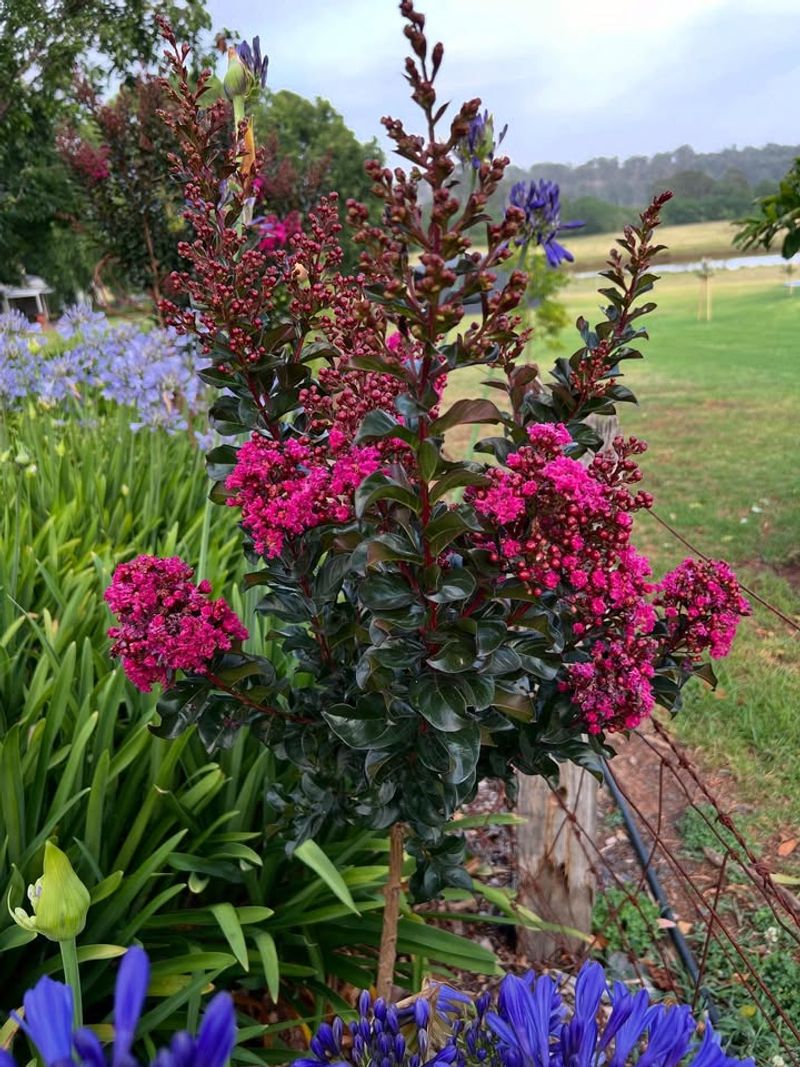 Crape Myrtle