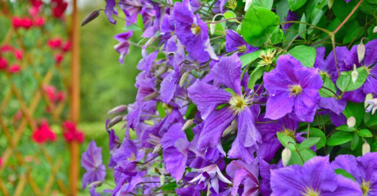 clematis plant