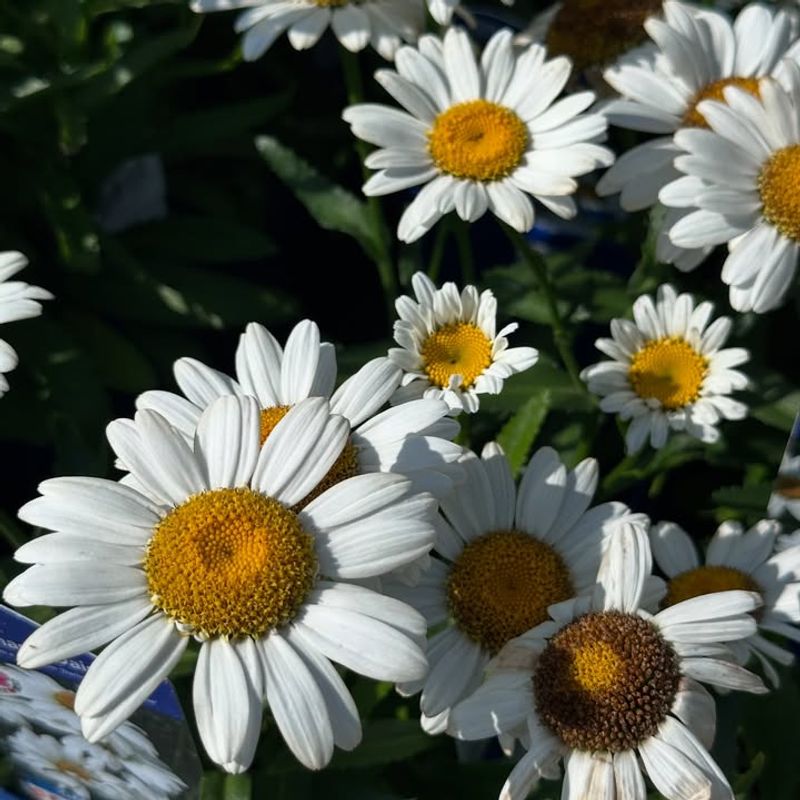Shasta Daisy