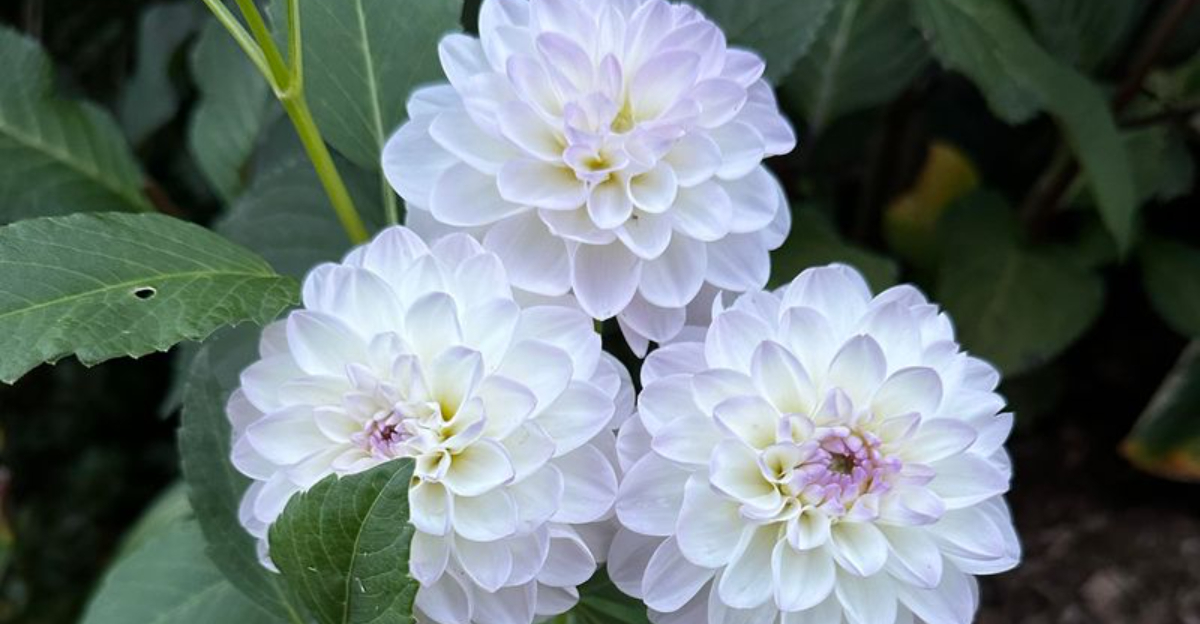 white dahlia