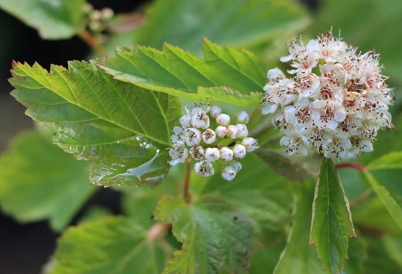 Pacific Ninebark (Physocarpus capitatus)
