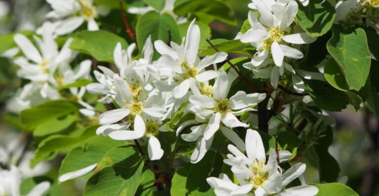 western serviceberry