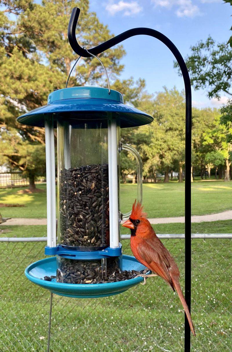 Black Oil Sunflower Seeds Keep Birds Coming Back