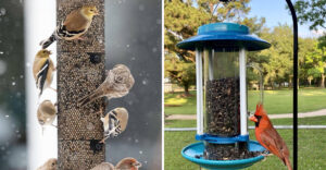 The 7 Best Foods Ohio Bird Feeders Should Use Now And 3 To Avoid