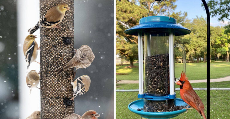 Nyjer Seeds in feeder and black oil sunflower seeds in feeder with cardinal