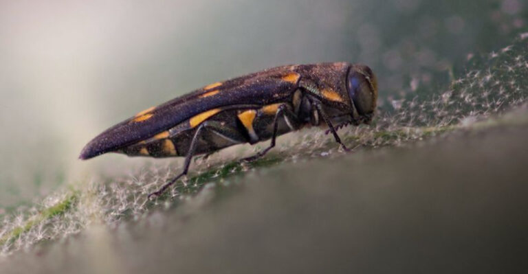 Goldspotted Oak Borer