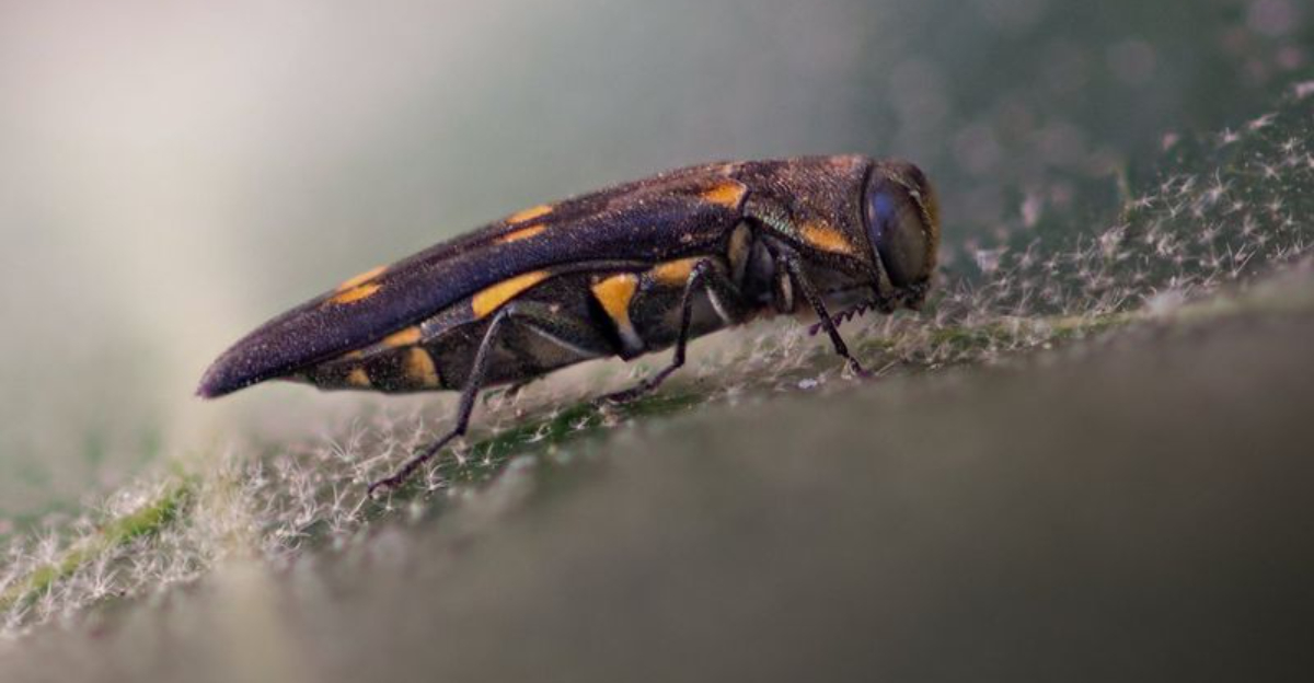 Goldspotted Oak Borer