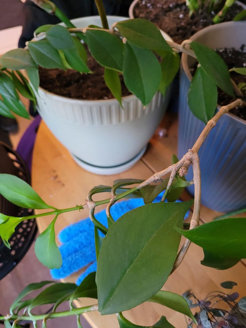 Choose Healthy Stem Cuttings