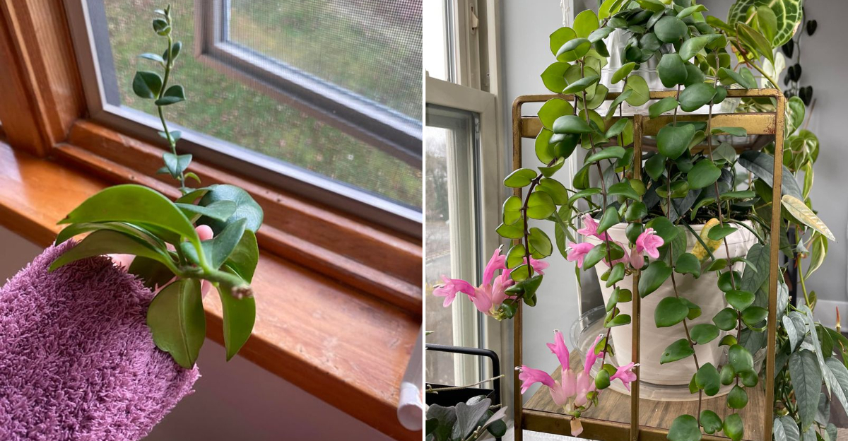 lipstick plant propagation