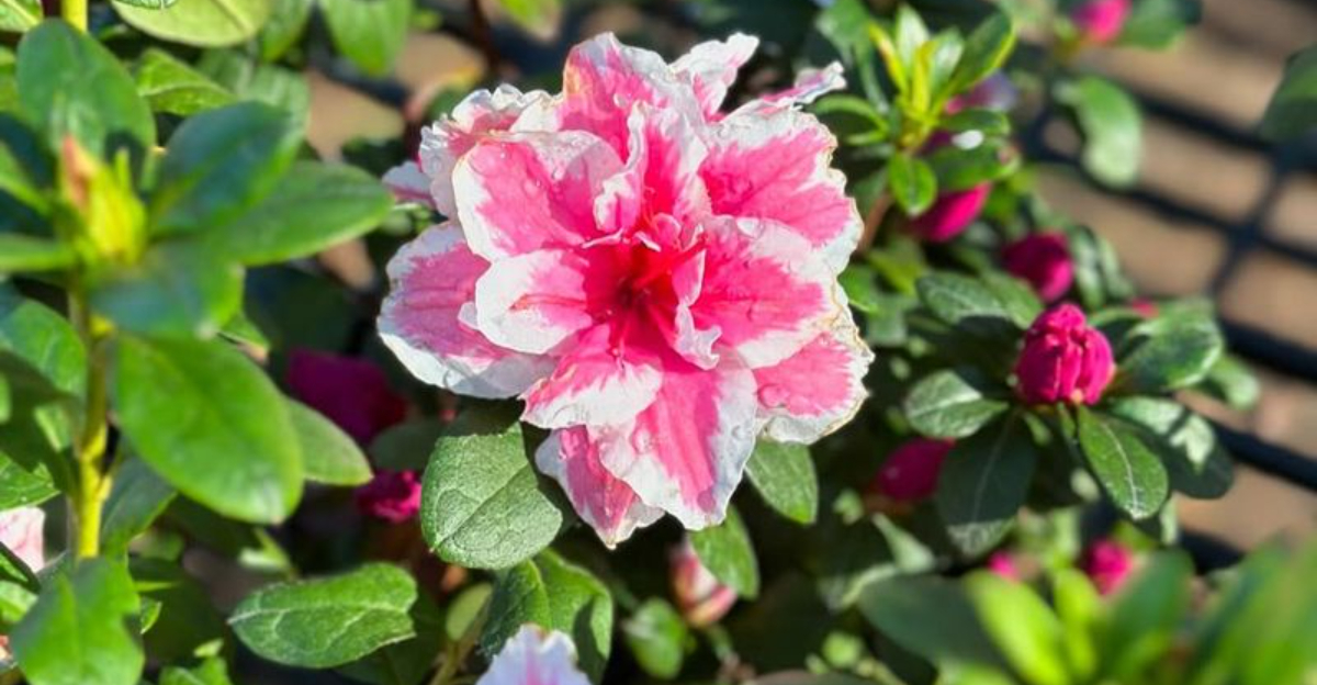 pink azalea in the sun