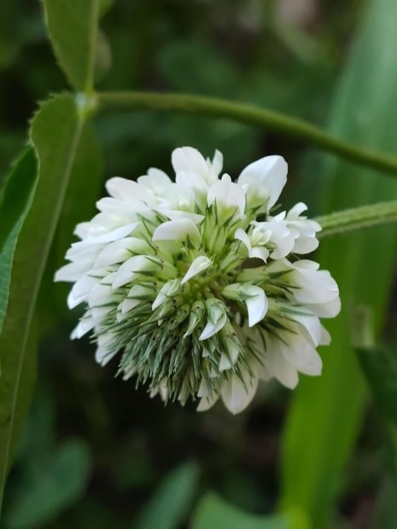 Clover Has Been A Traditional Symbol Of Good Luck For Centuries