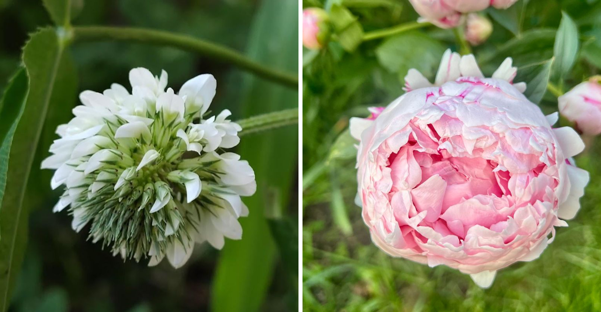 white clover and peony