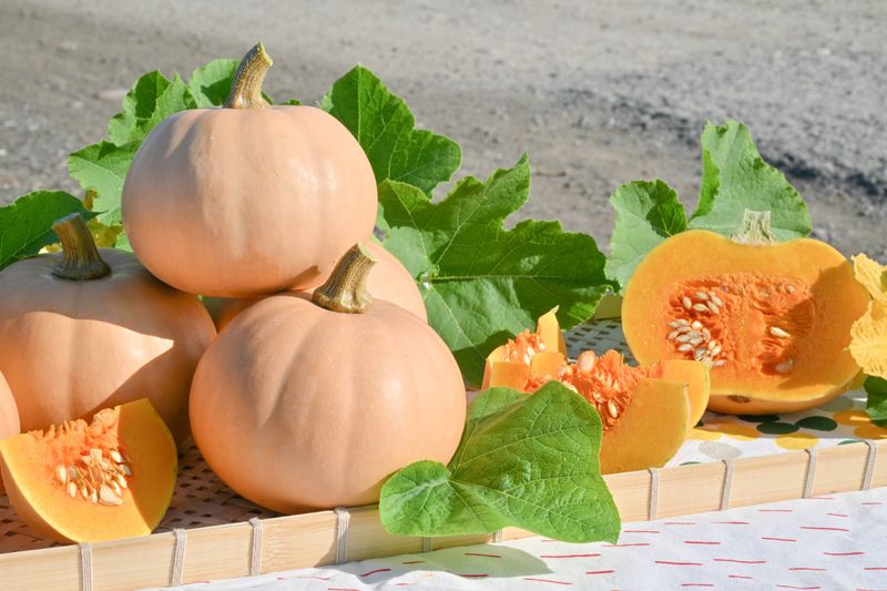 Butter Lamp Mini Squash