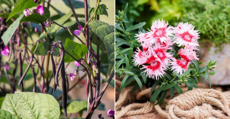 The 9 Best Award-Winning Plants To Grow In Oregon This Year