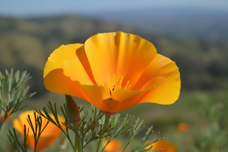 California Poppy (Eschscholzia californica)