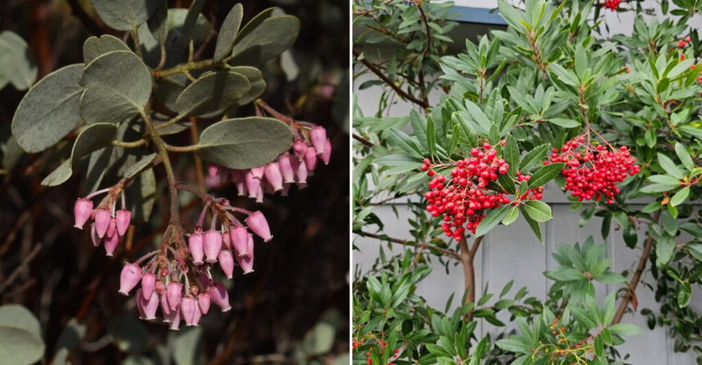 The 9 Best California Native Plants To Plant Right Now