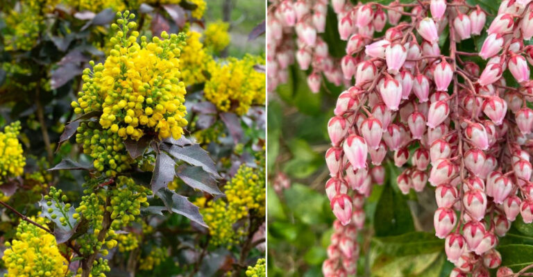 The 9 Best Deer-Resistant Plants For Oregon Winters
