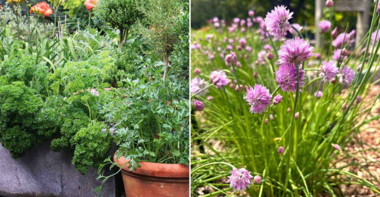 herbs in pots