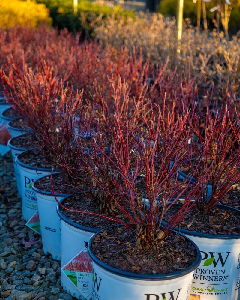 Red Twig Dogwood