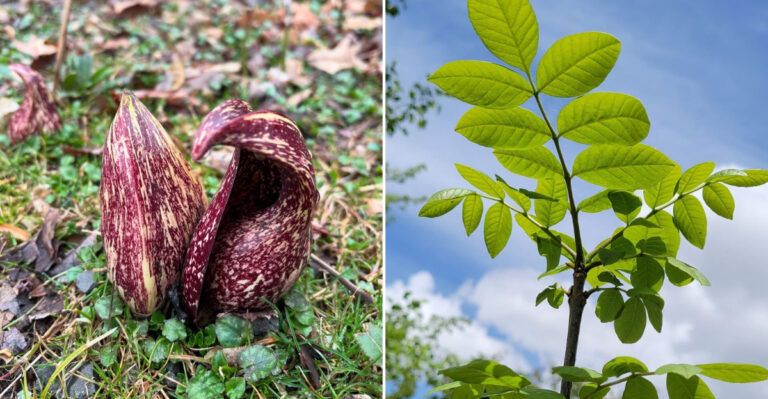 plants for wet yards