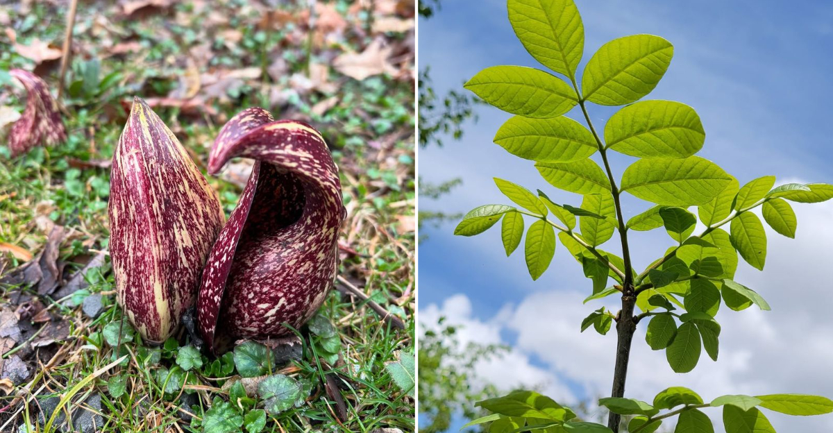 plants for wet yards