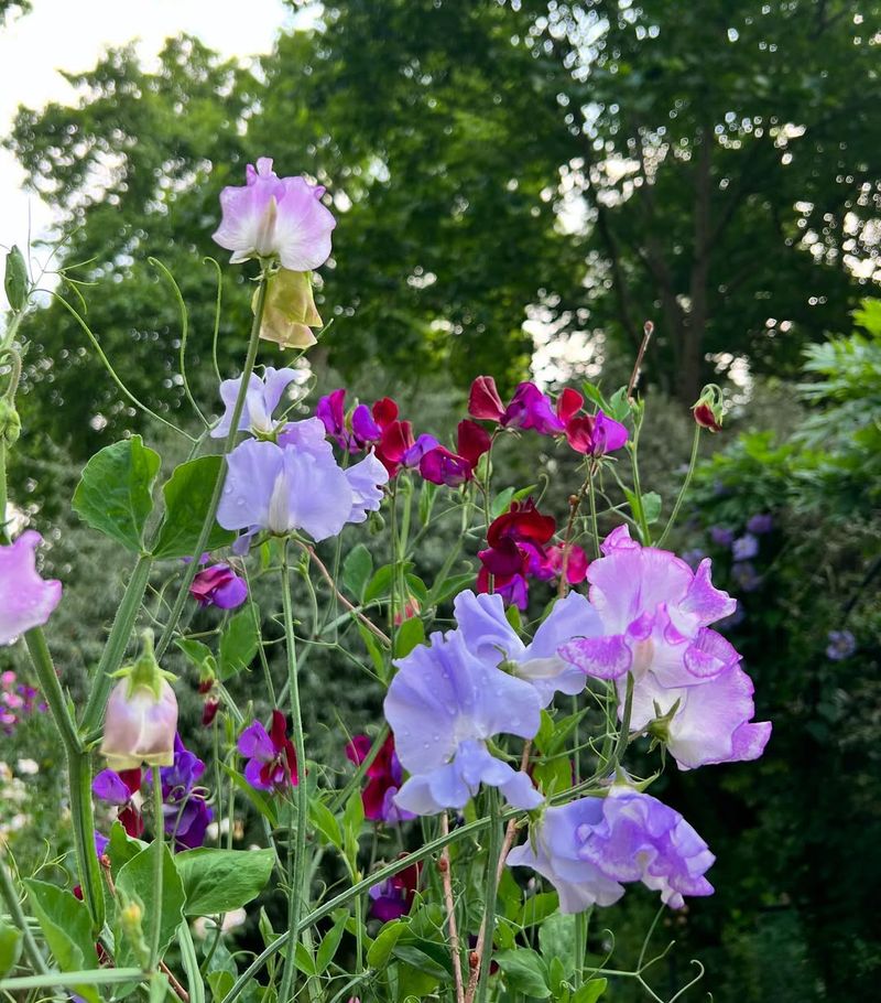 Sweet Peas (Lathyrus odoratus)