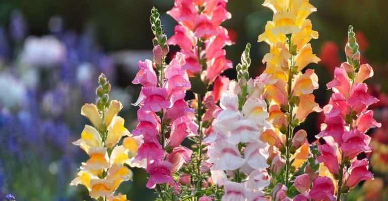 snapdragons