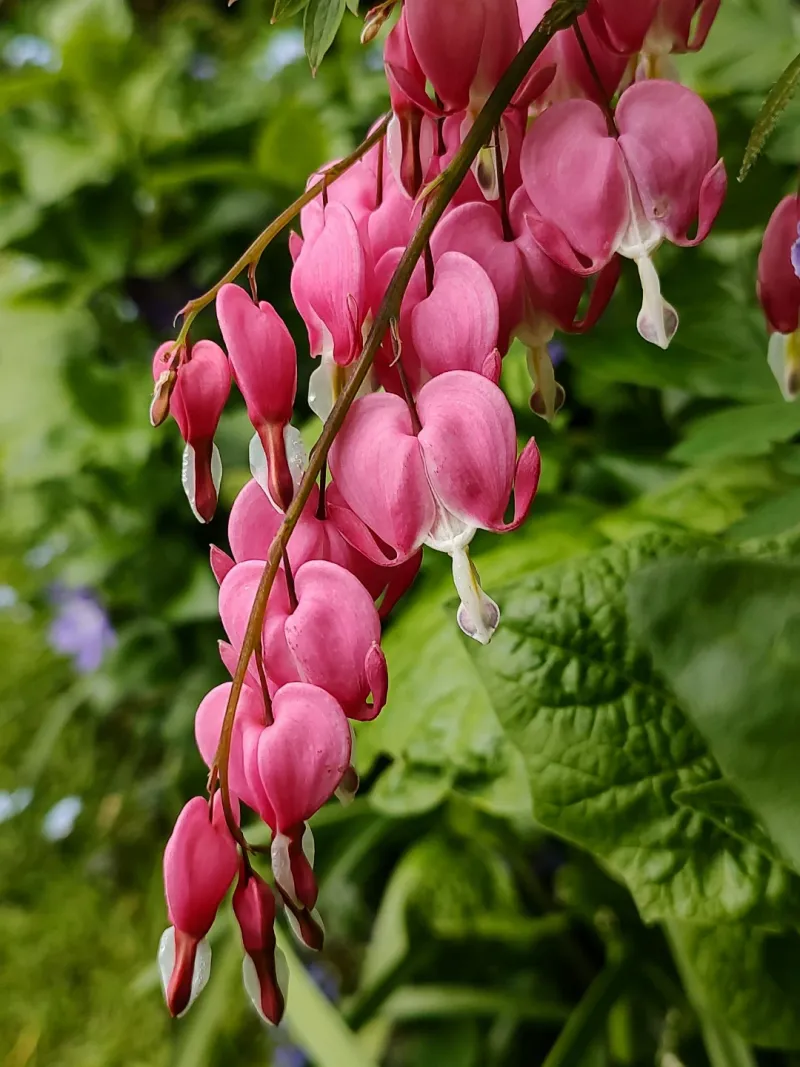 Bleeding Heart (Dicentra formosa)