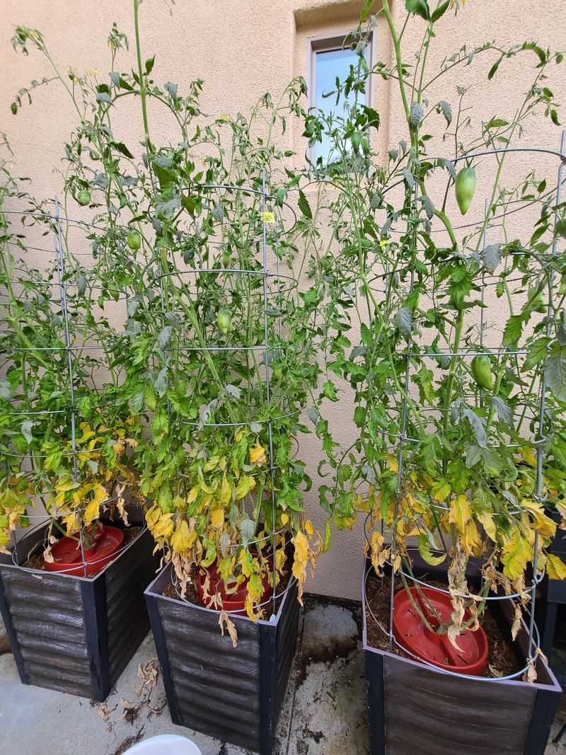 Yellowing Leaves That Start From The Bottom