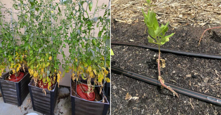 plants with root rot problems