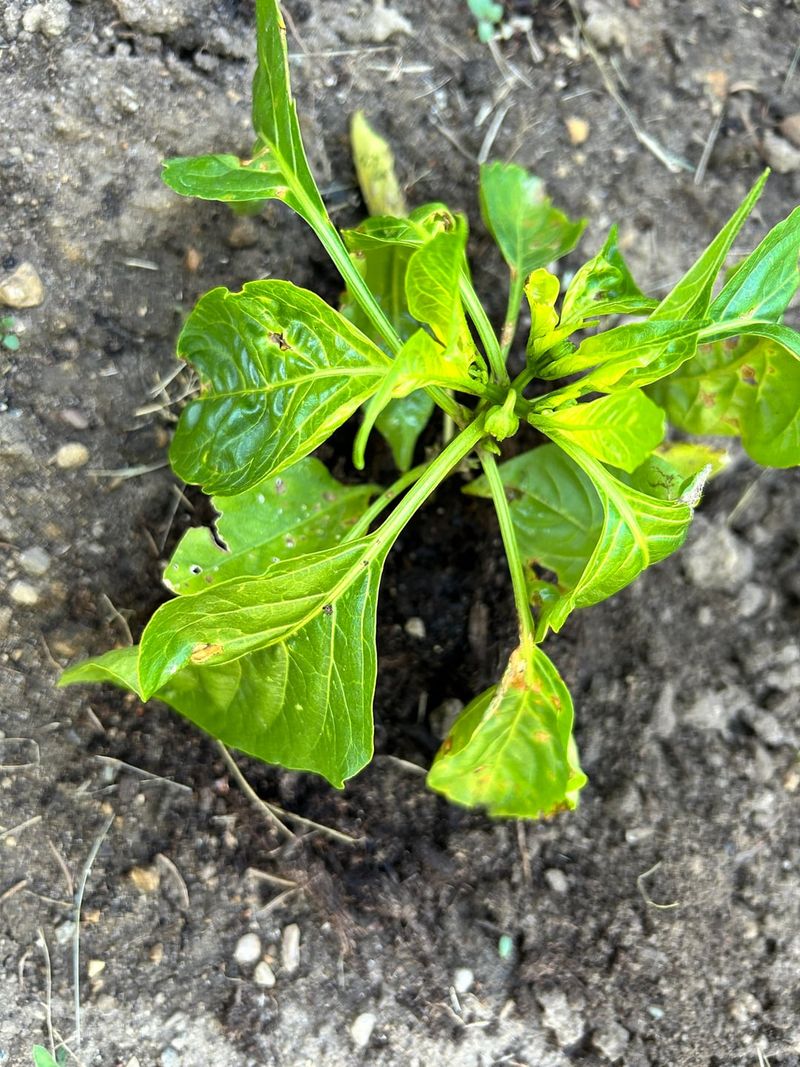 Why Waiting For Spring Backfires In Florida