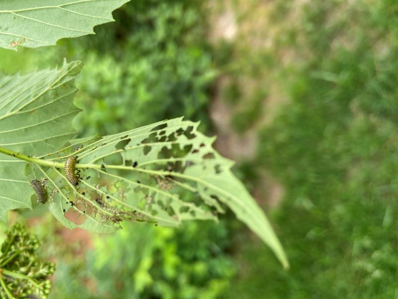 Chemical Sprays Are Not Always The Best First Response
