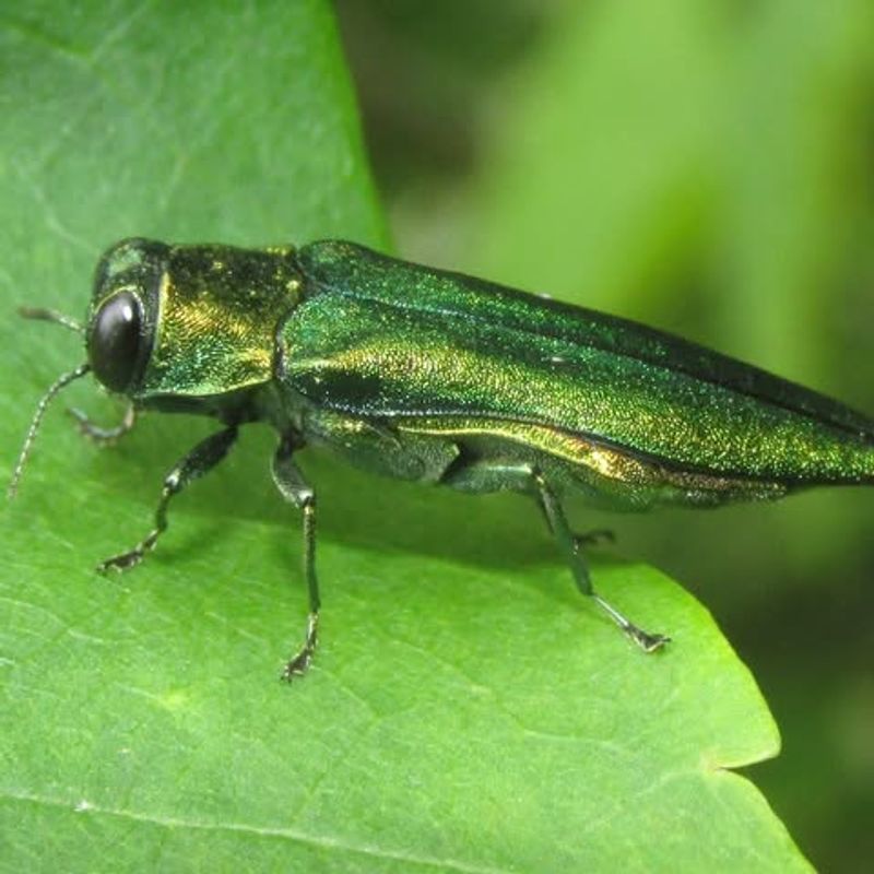 Adults Are Most Visible From Late Spring Through Summer